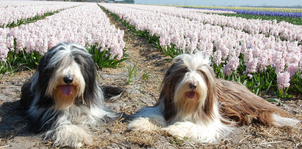 Heronsplace Bearded Collies