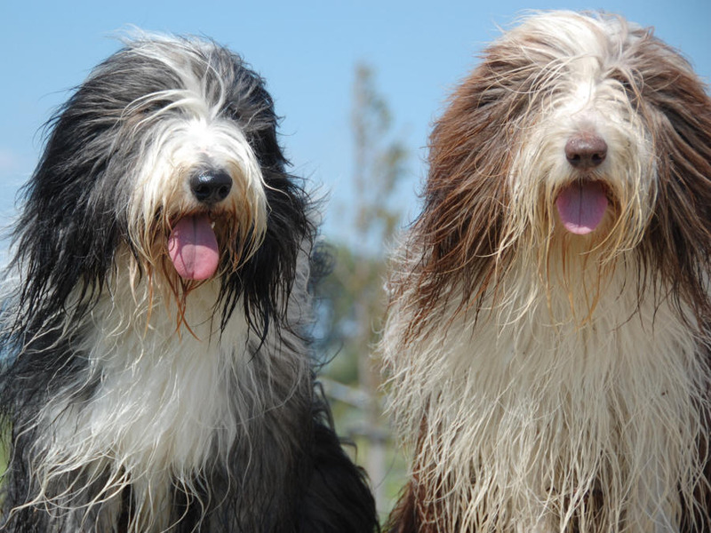 Heronsplace Bearded Collies