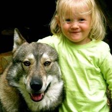 Laika, West Siberische