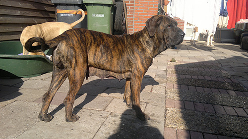 Fila Brasileiro Kennel Edmundo Holland