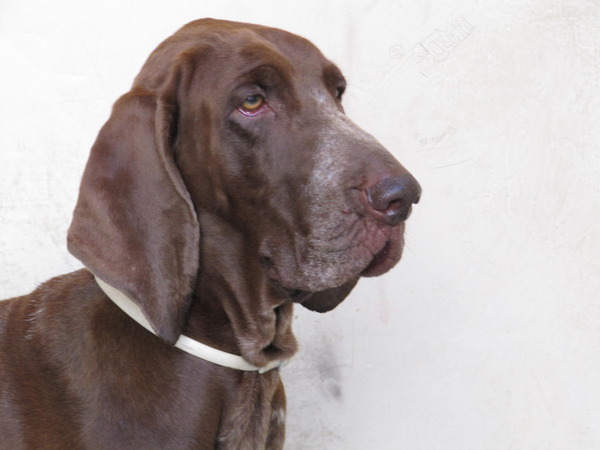 Bracco Italiano