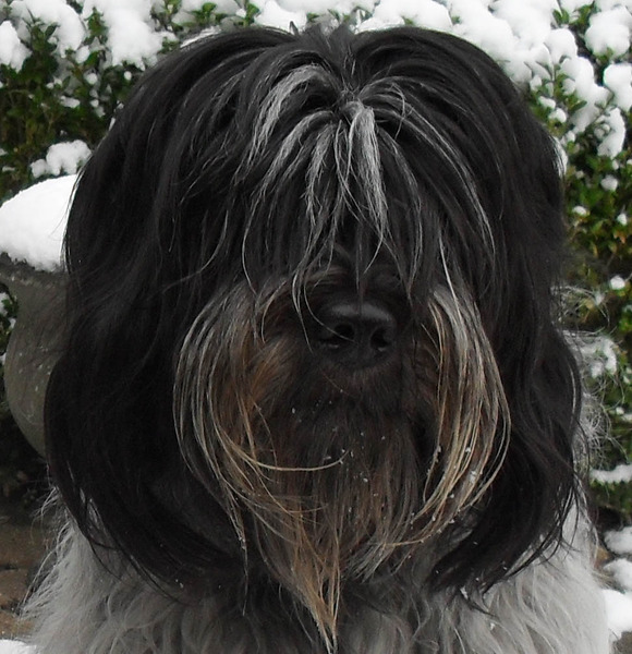 0. van de Zeeuwse Strange