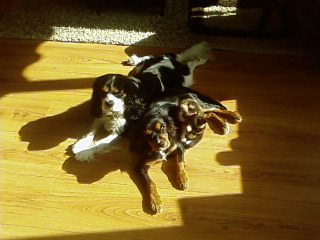 Cavalier King Charles Spaniel