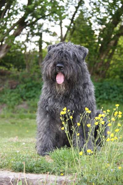 bouvierliefhebber Schoonackers