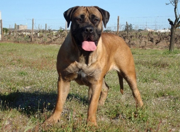 Boerboel