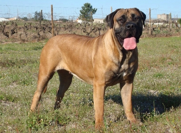 Boerboel