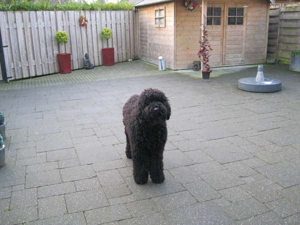 Labradoodle