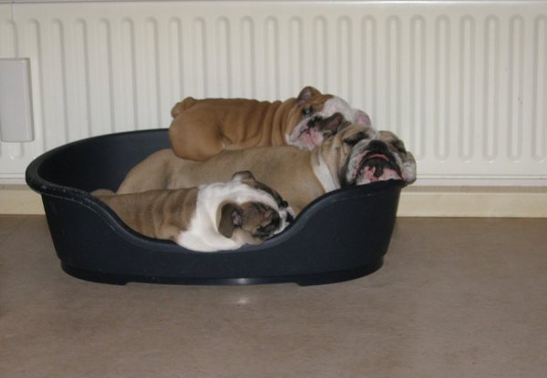 Jester`s Bulldogs