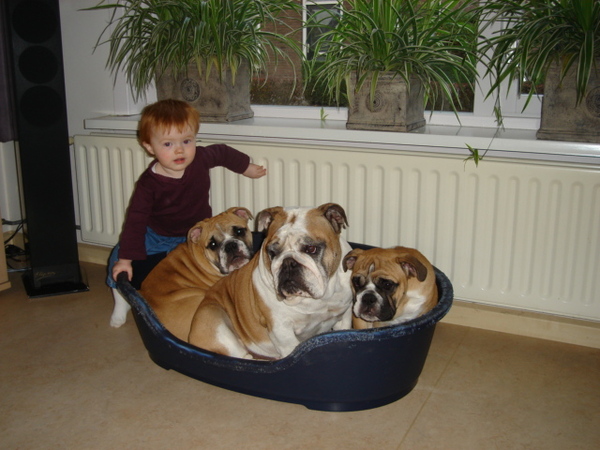 Jester`s Bulldogs