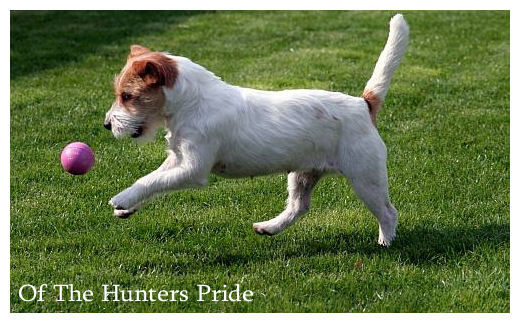 Hunters Pride, of the Jack Russell Terriers 