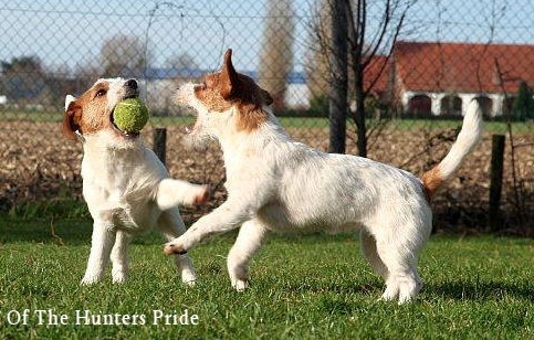Hunters Pride, of the Jack Russell Terriers 