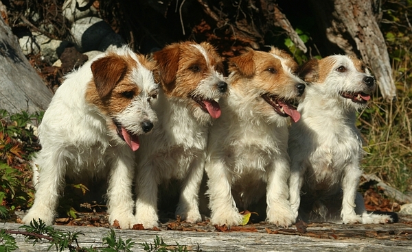 Hunters Pride, of the Jack Russell Terriers 