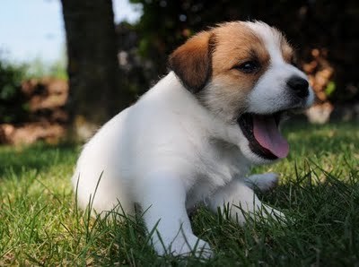 Hunters Pride, of the Jack Russell Terriers 