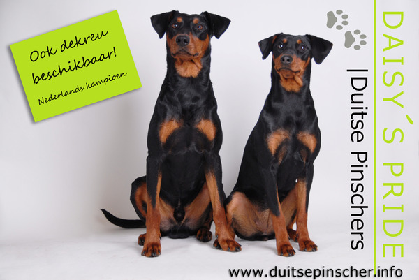 Daisy's Pride Duitse Pinschers