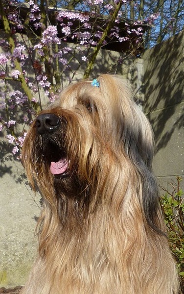 Briards Emergè de L'Amour  