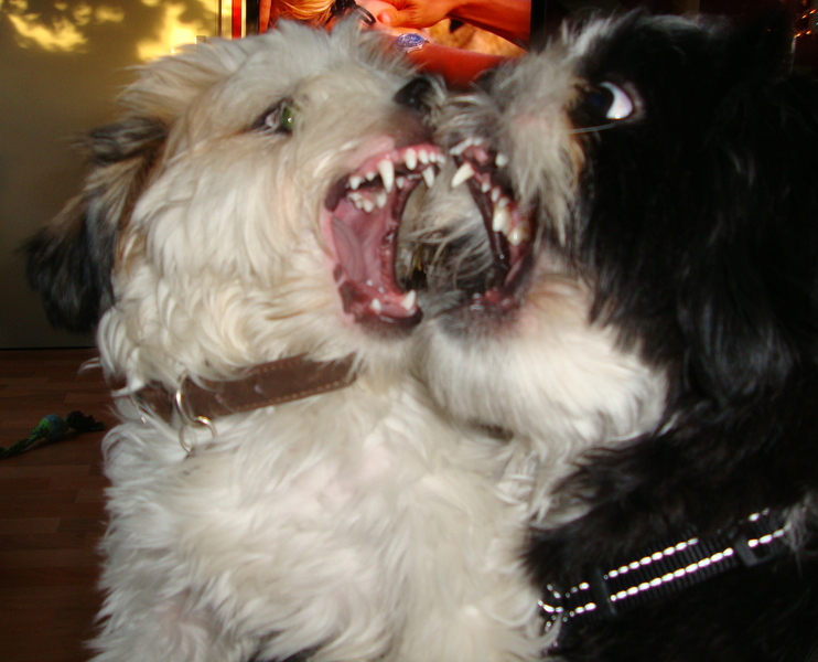 Tandjes zeggen meer dan woorden!