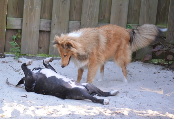 Stoere Steffert Dex met shelty Daisy