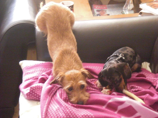 Lola met de kont omhoog!!