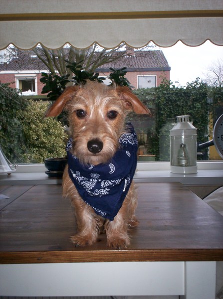 Lola met haar stoere sjaaltje!!