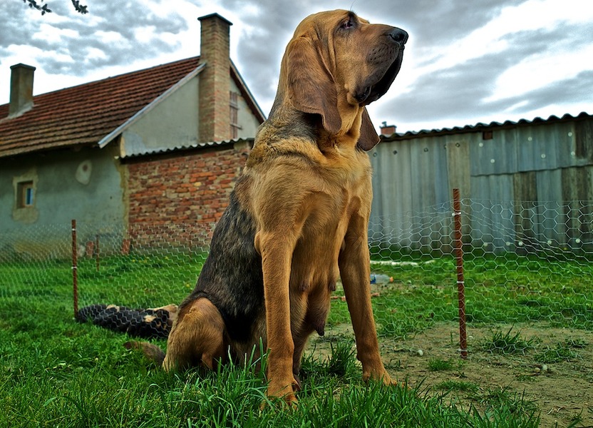 OF Joyful Happiness - Bloodhounds