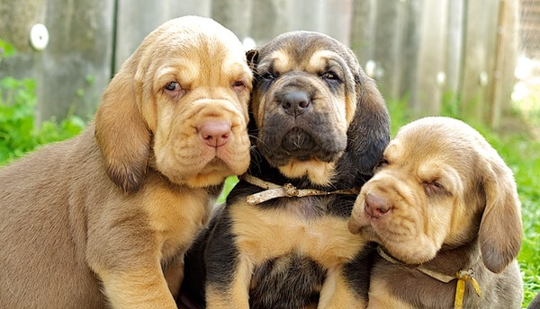 OF Joyful Happiness - Bloodhounds