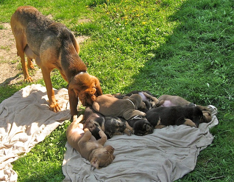 OF Joyful Happiness - Bloodhounds