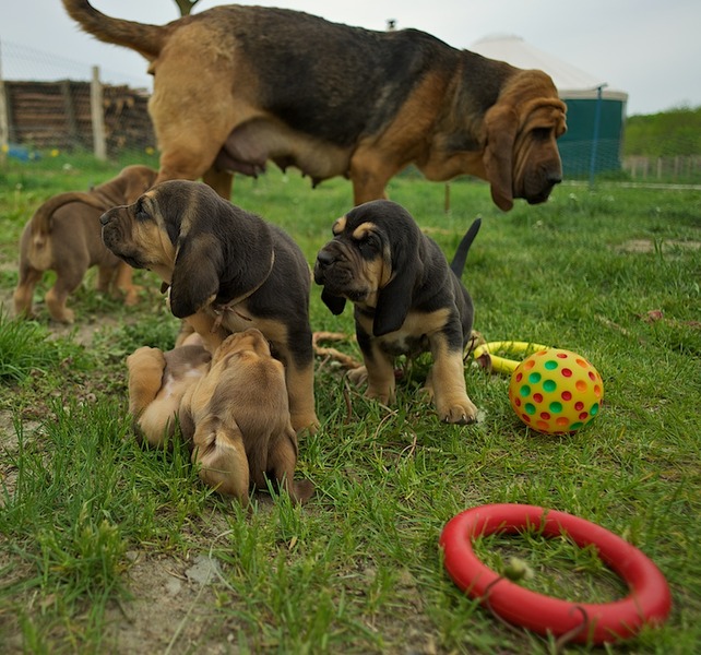 OF Joyful Happiness - Bloodhounds