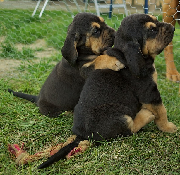 OF Joyful Happiness - Bloodhounds