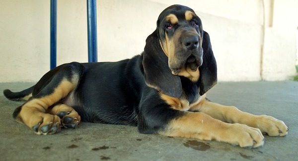 OF Joyful Happiness - Bloodhounds