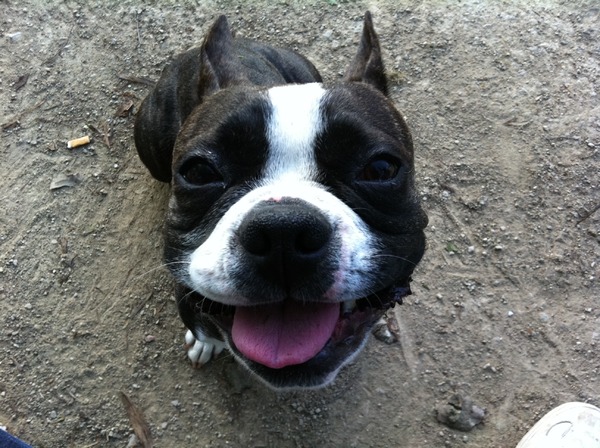 Boston Terrier