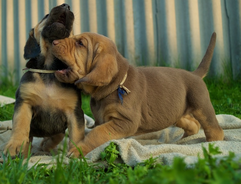 OF Joyful Happiness - Bloodhounds