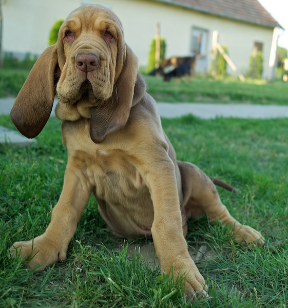 OF Joyful Happiness - Bloodhounds