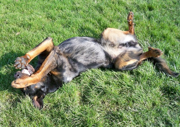 L'Ami de la Campagne