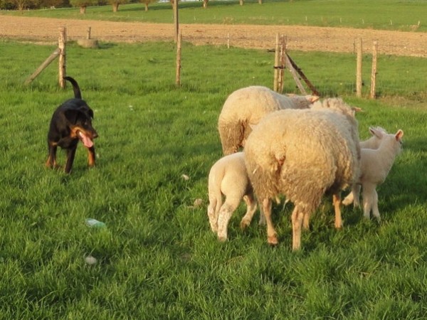 L'Ami de la Campagne