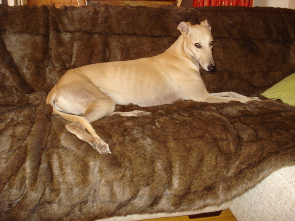 Greyhound