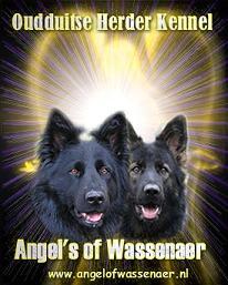 Angel of Wassenaer, ODH Kennel