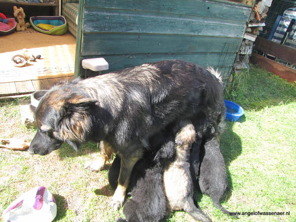 Angel of Wassenaer, ODH Kennel