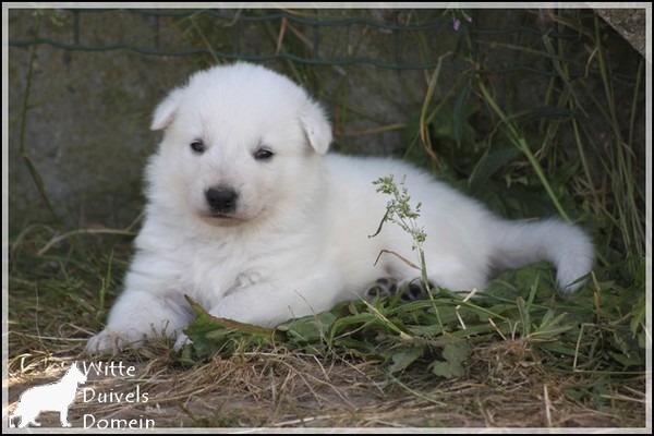 Witte Duivels Domein