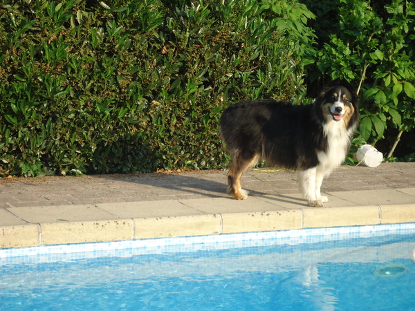 Australian Shepherd