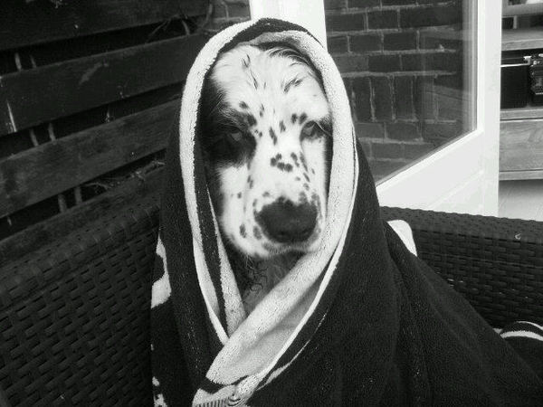 Engelse Cocker Spaniel