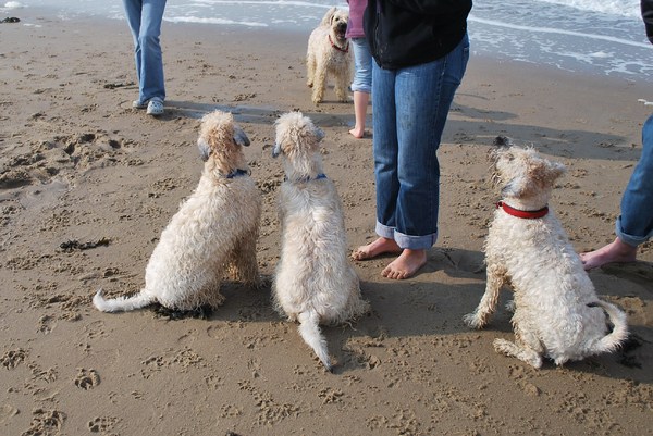 Irish Softcoated Wheaten Terriër