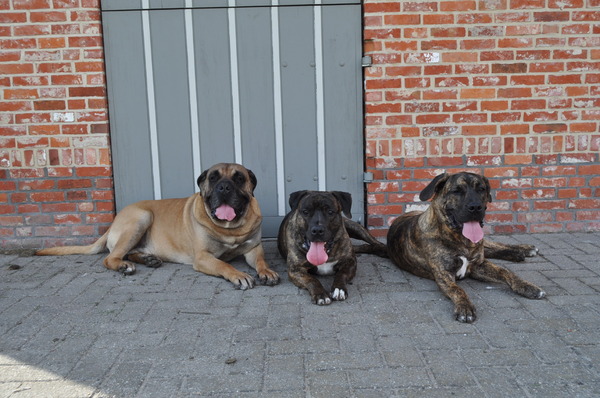 Dogo Canario