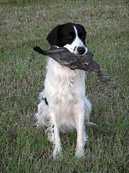 Engelse Springer Spaniel