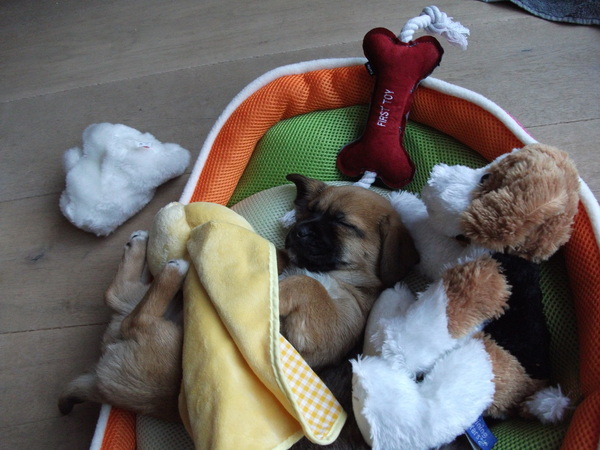 Jack Russell Terrier