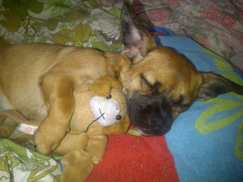 Jack Russell Terrier