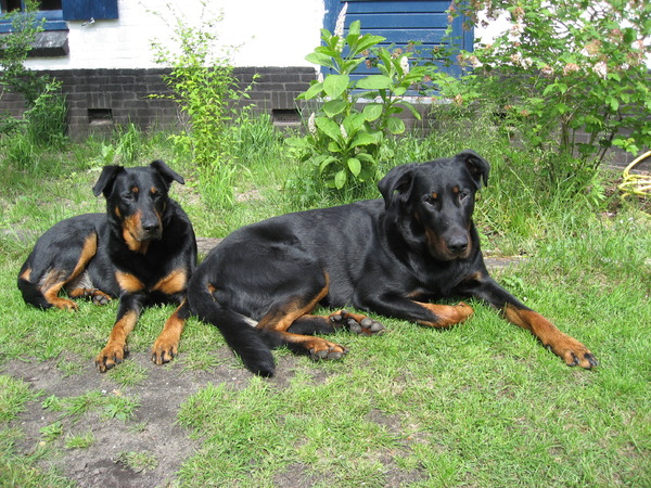 Beauceron