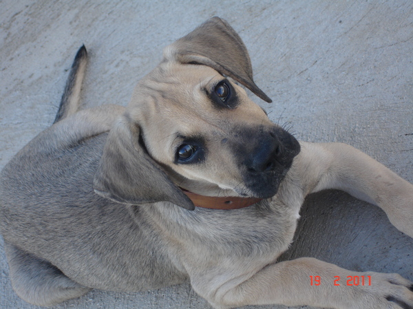 Fila Brasileiro