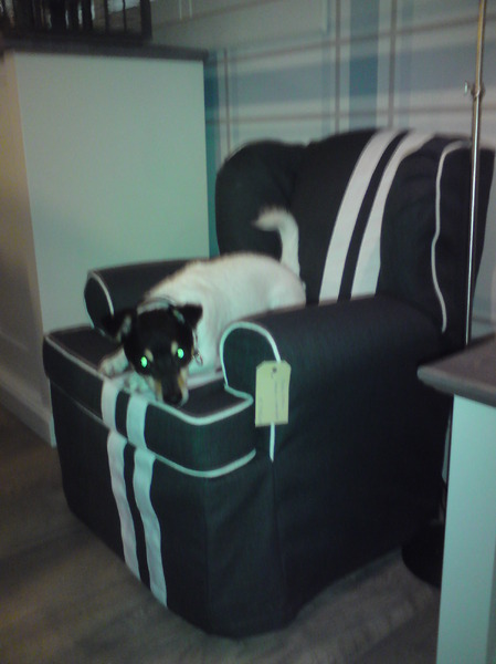 Jack Russell Terrier