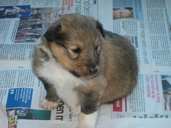 Geen kennel