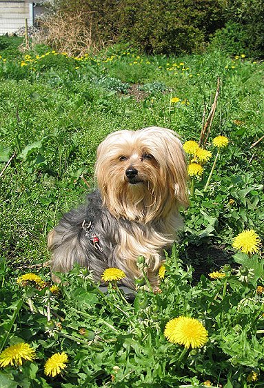 Lotje in het zonnetje